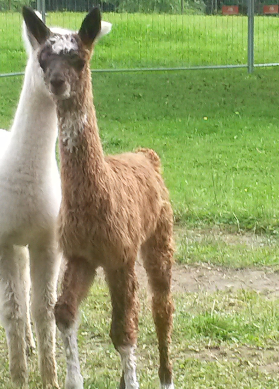 Mona Lisa - Suri-Fohlen